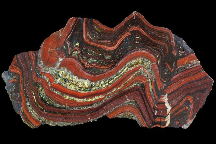 Polished Tiger Iron Stromatolite - ( Billion Years) #92964